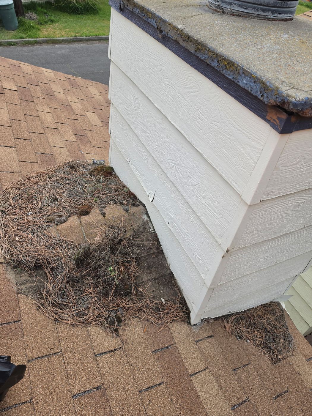 Chimney and roof buried in pine needles and moss before cleaning