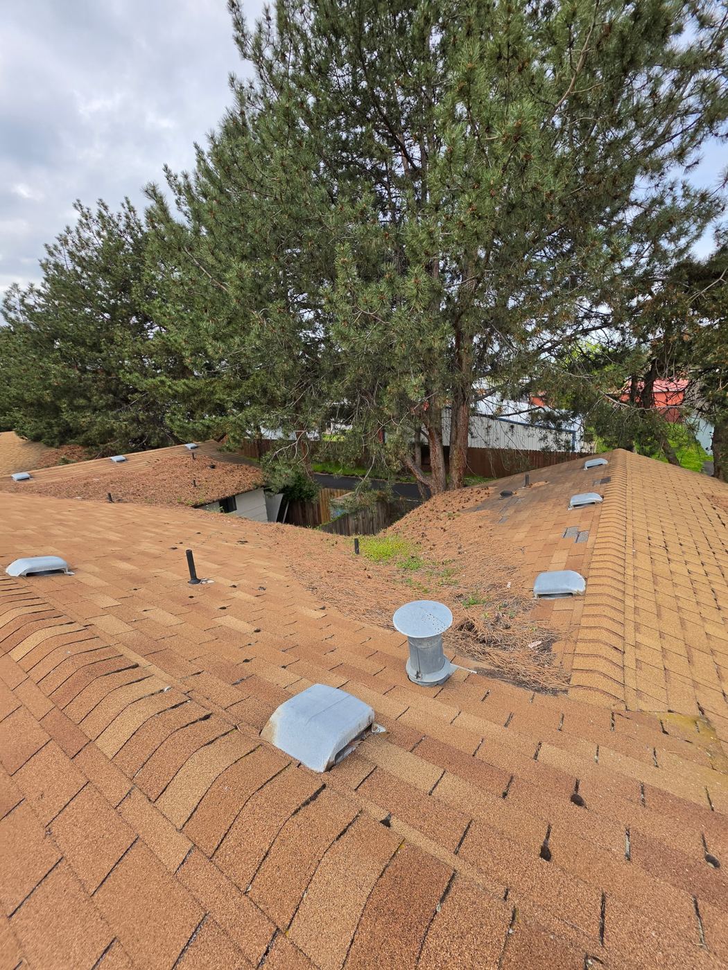 Roof vents surrounded by pine needle buildup before cleaning